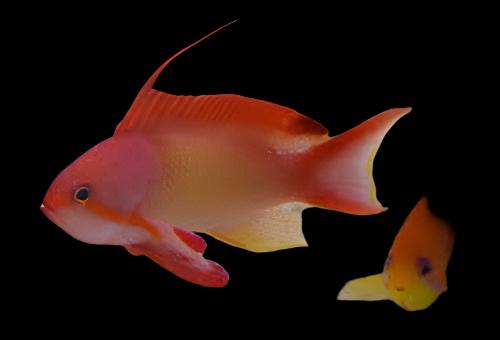Anthias: Or. (Blue Eye); M; Fij