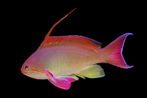 Anthias: Or. (Blue Eye); M; TNG