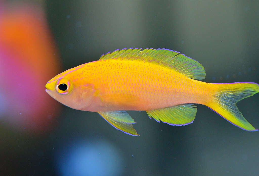 Sunset Anthias female Pseudanthias parvirostris saltwater fish with red fins and yellow body