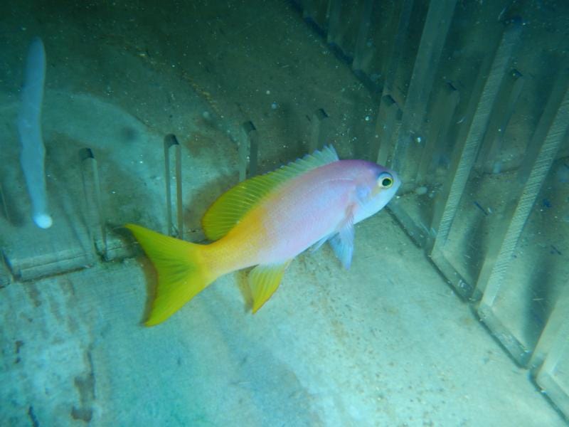 Anthias: Pictilis; Female; Aus.