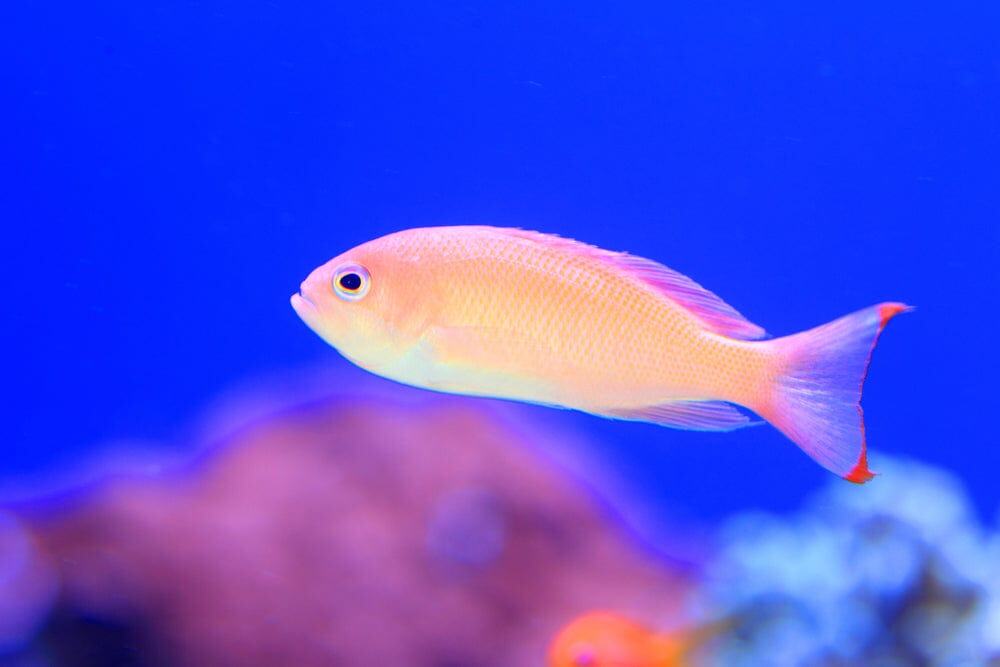 Anthias: Pink; Female