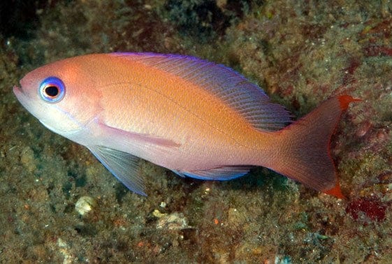 Anthias: Pink; Male