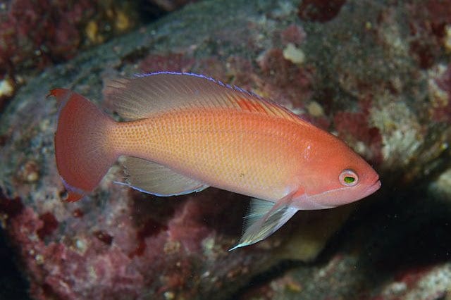 Anthias: Pink; Male; Fiji