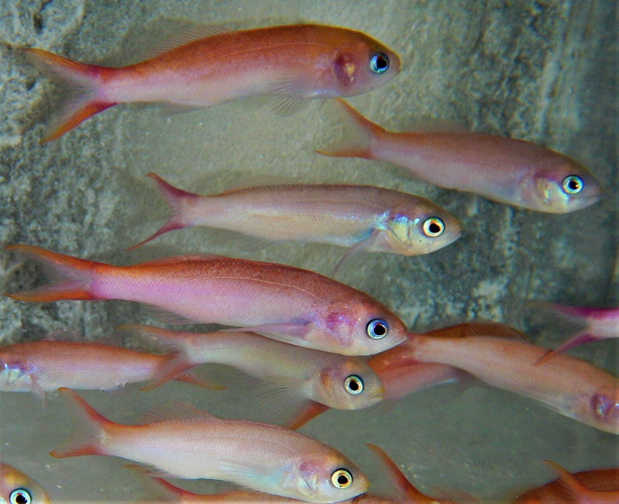Anthias: Purple Pygmy