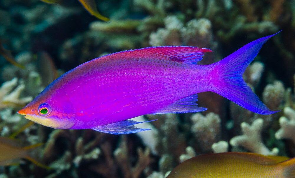 Anthias: Purple Queen; Fiji