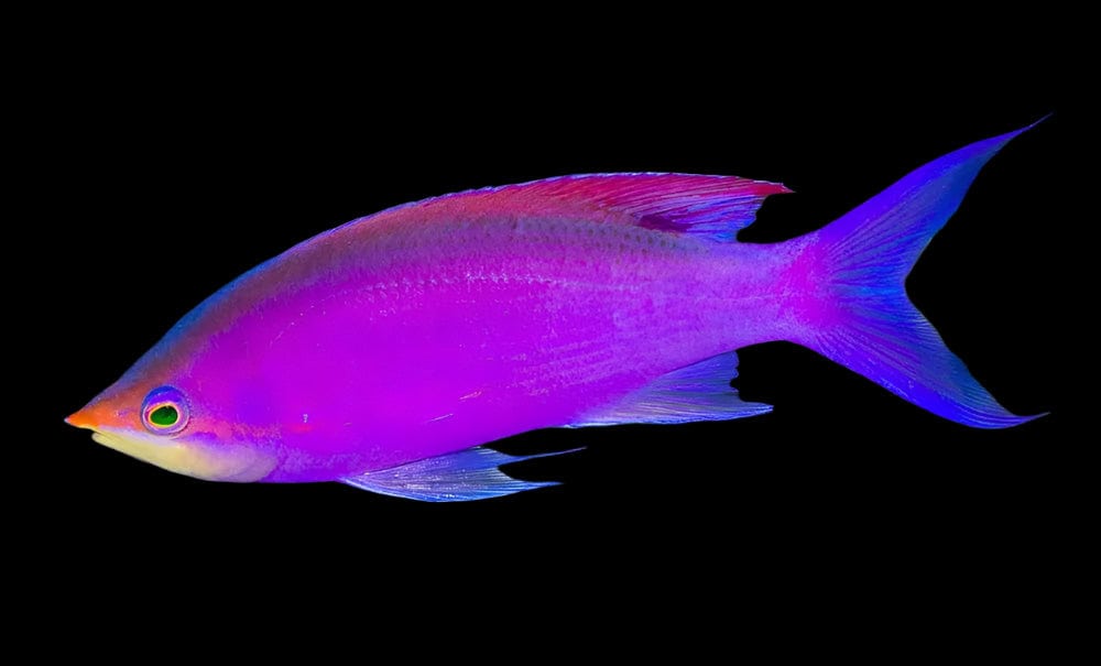 Anthias: Purple Queen; Mar.