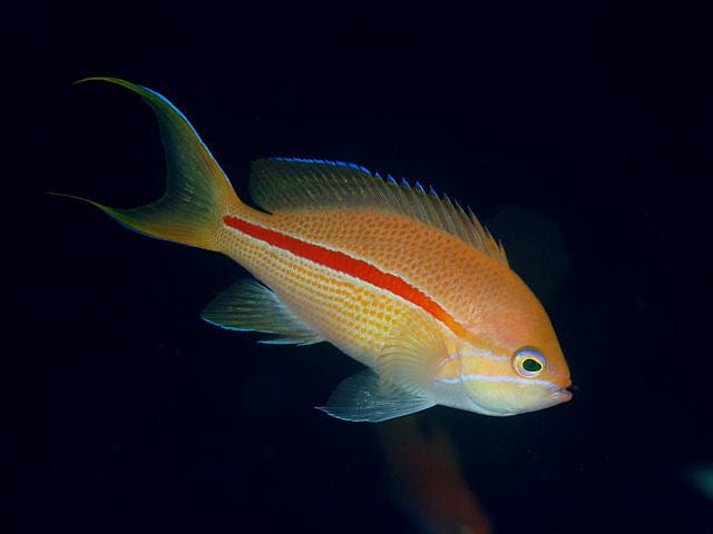 Anthias: Red Stripe (Fasciatus)