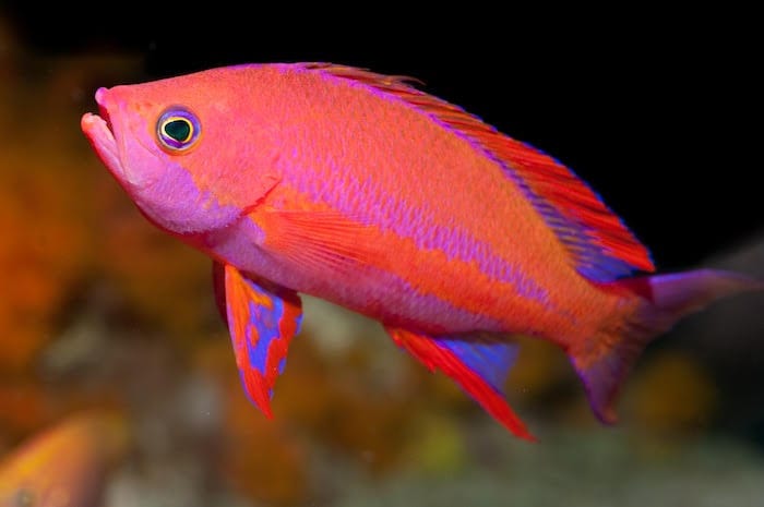 Anthias: Resplendent; Male; IO