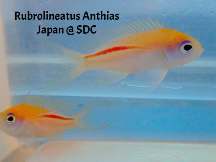 Anthias: Rubrolineatus; Japan
