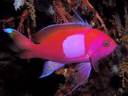 Anthias: Square (Pink); M; Fiji