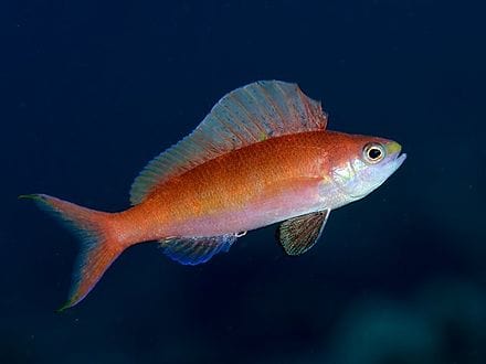 Anthias: Squirei - Female