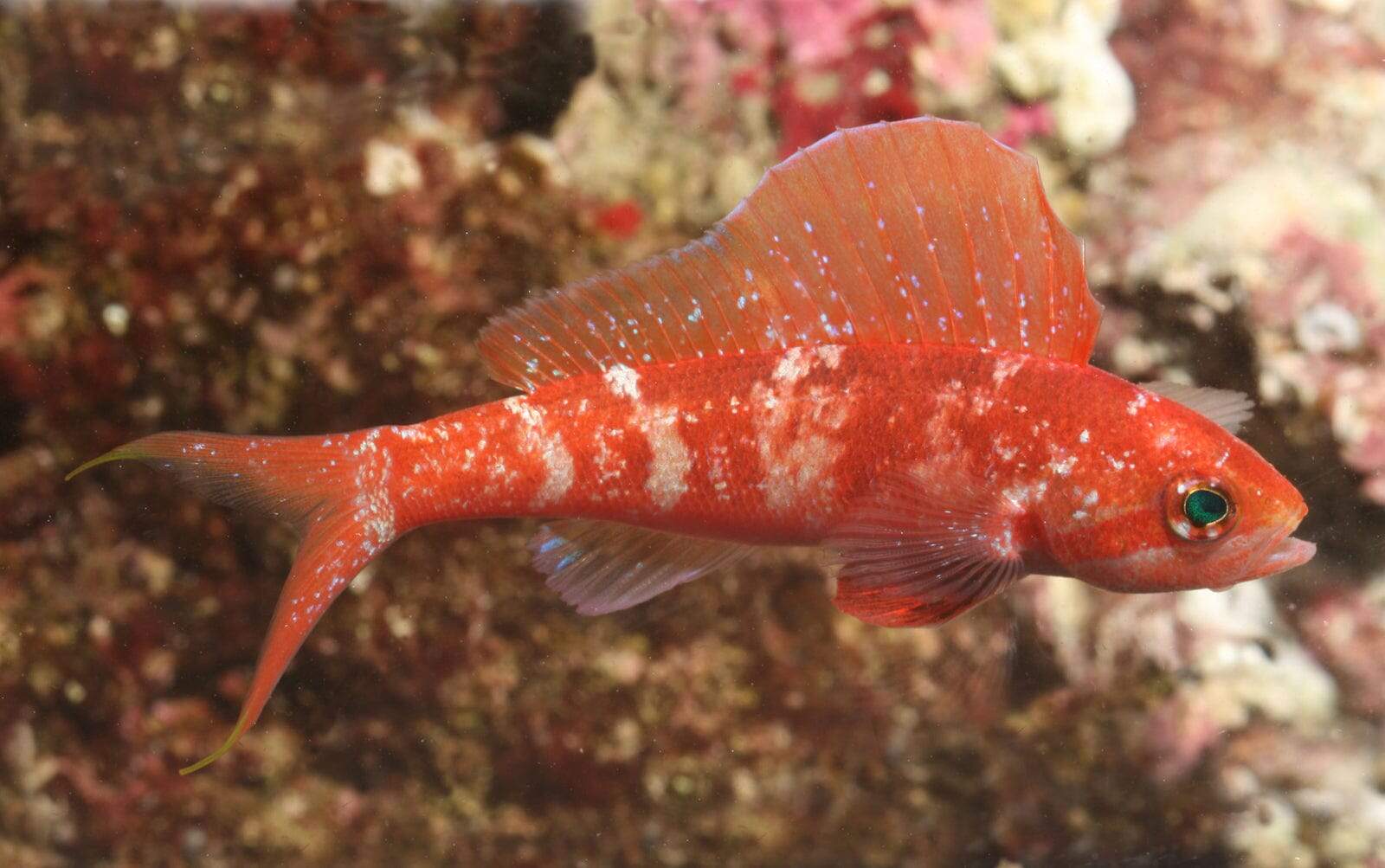 Anthias: Squirei - Male