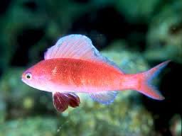 Anthias: Stigmaticus Sailfin; M