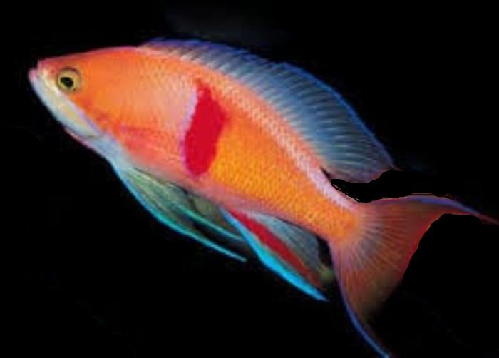 Anthias: Tricolor; Female