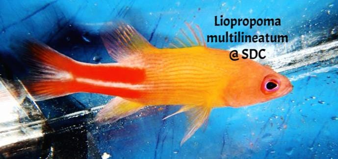 Basslet: Multilineatum