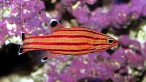 Basslet: Swiss Guard; Atl.