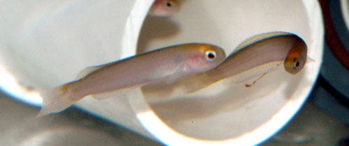 Basslet: Yellow Hulafish; Aus.