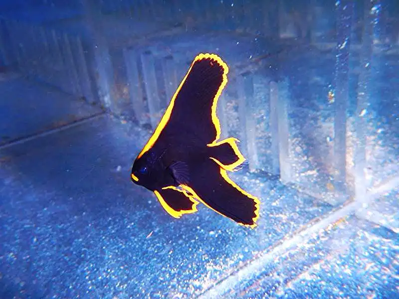 Batfish: Pinnatus; Tank Raised