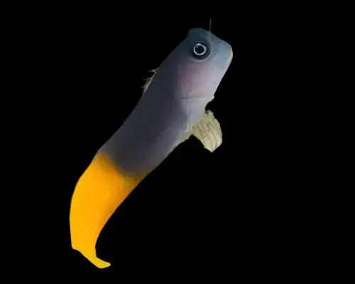 Blenny: Bicolor; Male; Fiji