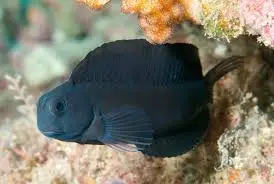 Blenny: Black