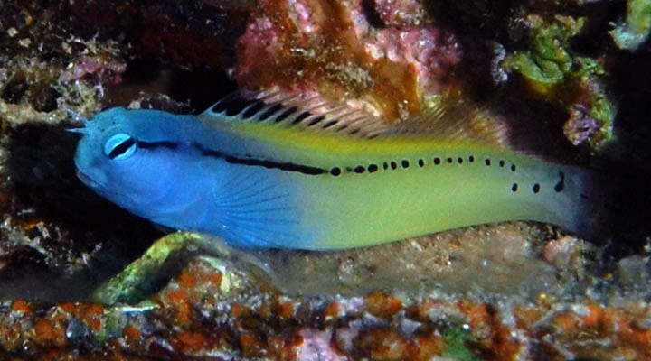 Blenny: Blackline (Blue/Yel);TR