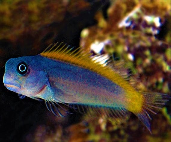 Blenny: Blue & Gold