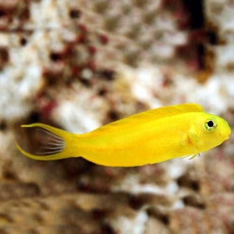 Blenny: Canary; Yellow; C.B.