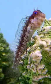 Blenny: Eyelash; Salarias sp.