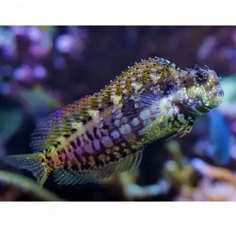 Blenny: Lawnmower; Afr; Red Fin
