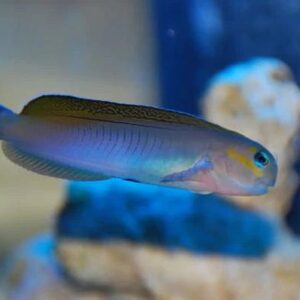 Blenny: Midas; Lyretail