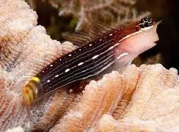 Blenny: Pictus