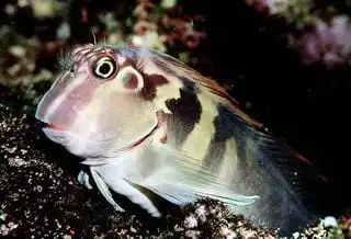 Blenny: Pink Banded
