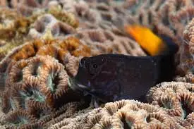 Blenny: Yellowtail Black; Fiji