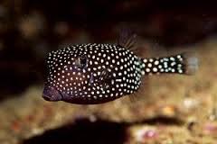 Boxfish: Black (Female); Haw.