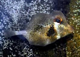 Boxfish: Buffalo Cowfish; Atl
