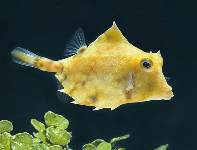 Boxfish: Camel Cowfish