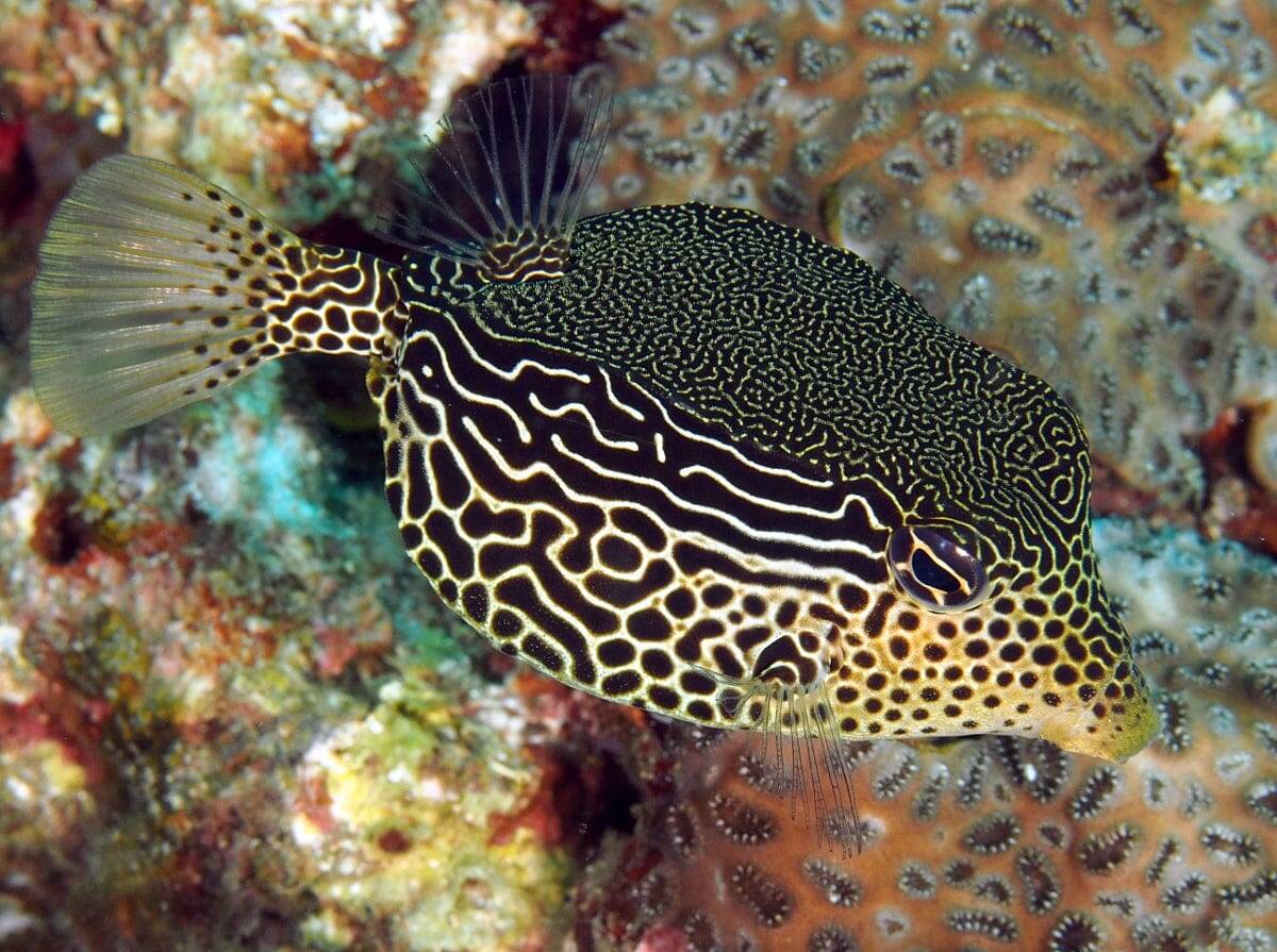 Boxfish: Scribbled; Female