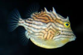Boxfish: Shaws; Aust Female
