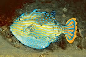 Boxfish: Shaws; Male; Aus.