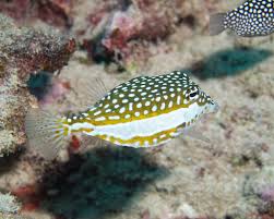 Boxfish: Whitley; Female