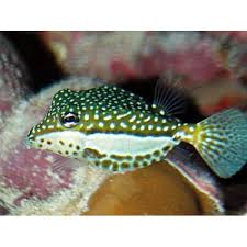Boxfish: Whitley; Female; Haw.