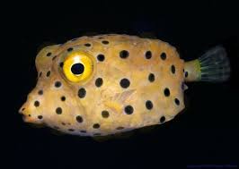 Boxfish: Yellow Cubicus; Fiji