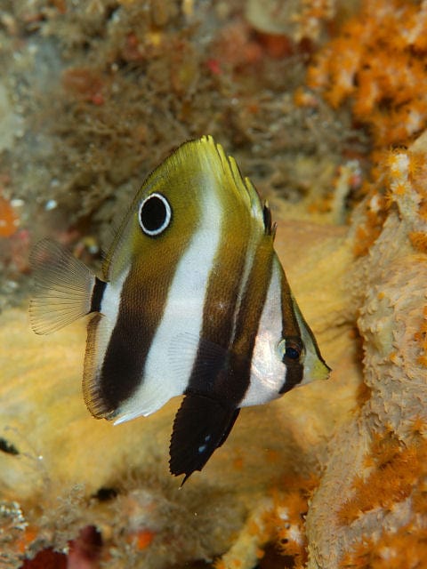 Butterfly: Altivelis; Aus.