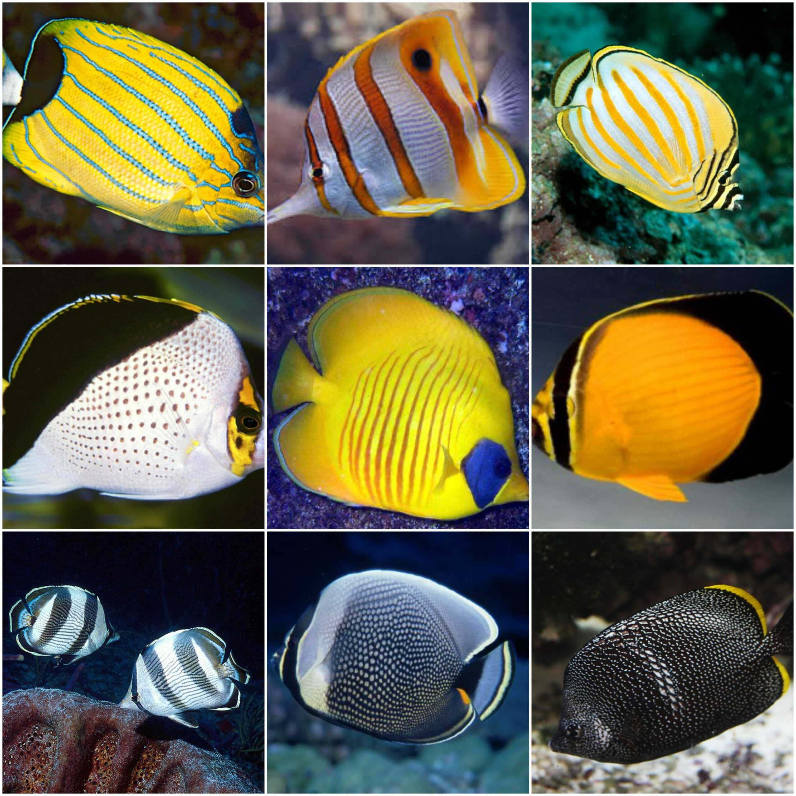 *** BUTTERFLYFISH ***