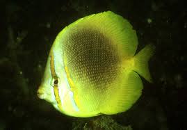 Butterfly: Aureofasciatus; Aus.