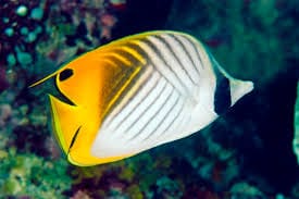 Butterfly: Auriga (Threadfin) B/F; Haw.