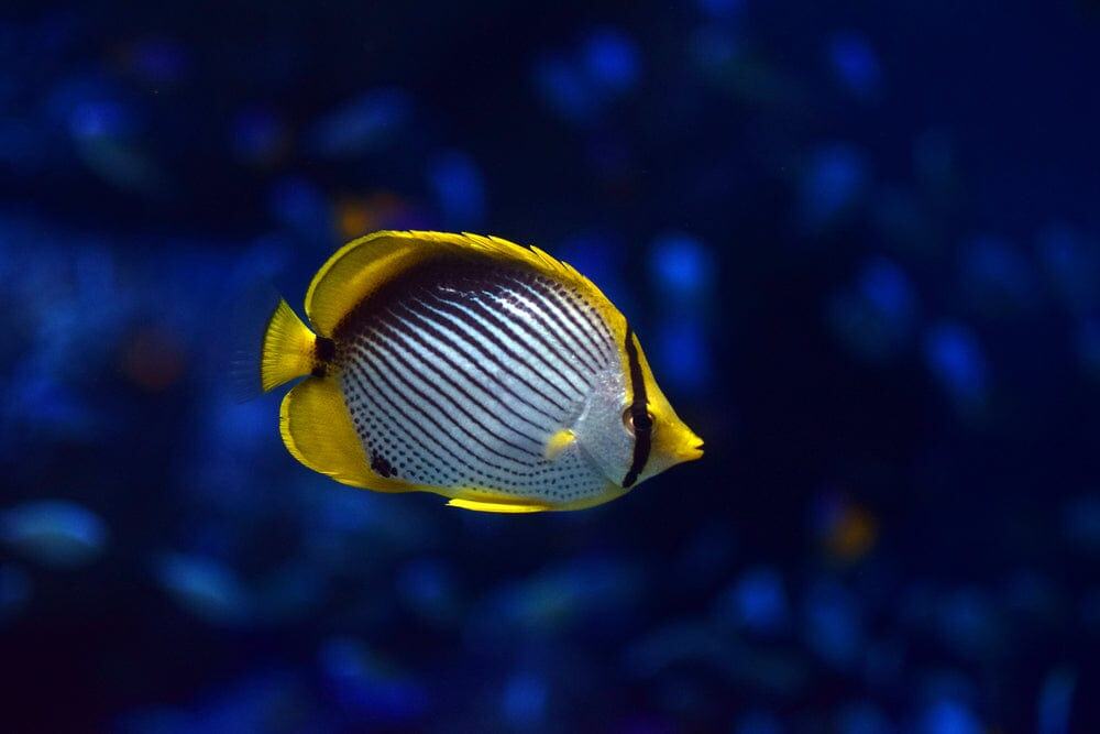 Butterfly: Black Back; Fiji
