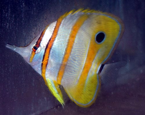 Butterfly: Copperband; Aus.