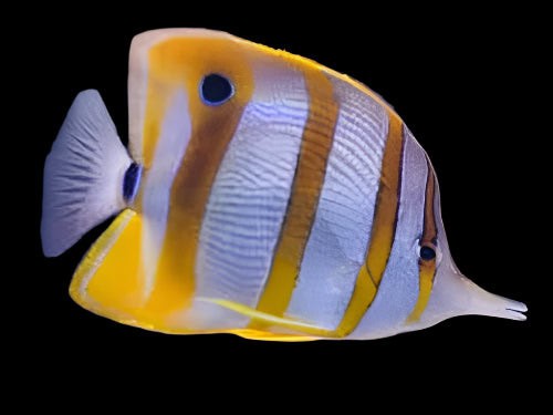 Butterfly: Copperband; PNG