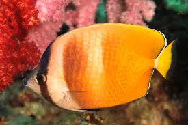 Butterfly: Kleins; Fiji